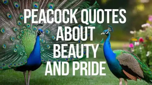 Peacock Quotes About Beauty and Pride