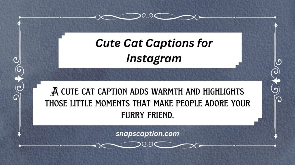 Cute Cat Captions for Instagram